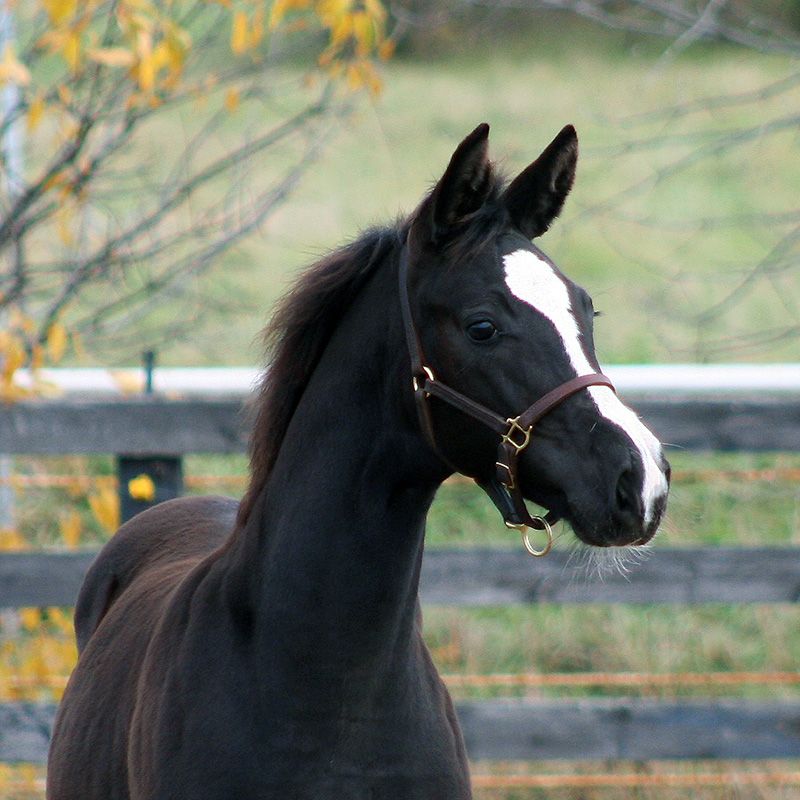 Blackshire Equestrian Centre on EquineNow