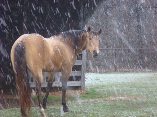 Mitzi Francis Quarter Horses. Bloomburg, Texas