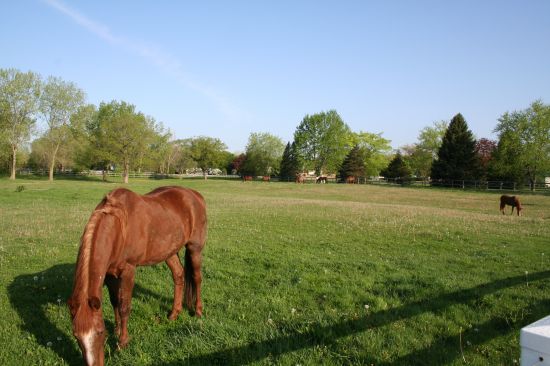 Horse Environment