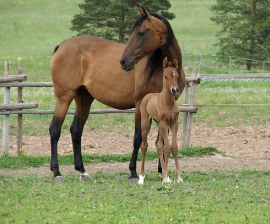 Horses Purebred