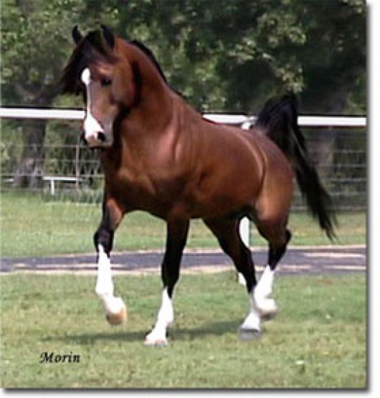 Arabian Horses For Sale. Afire Bey V son and a Khemosabi son Arabian 