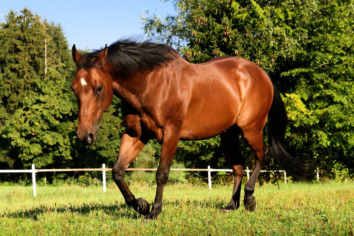 How big are american quarter horses