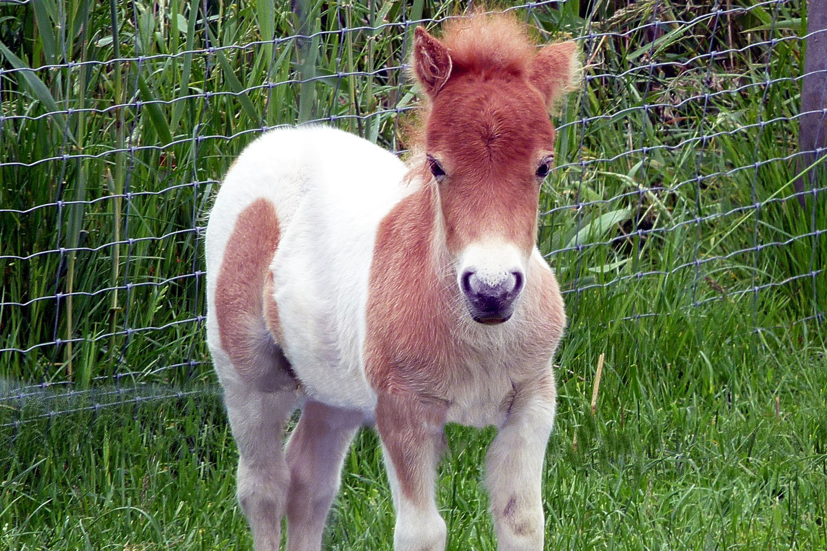 newborn mini horse