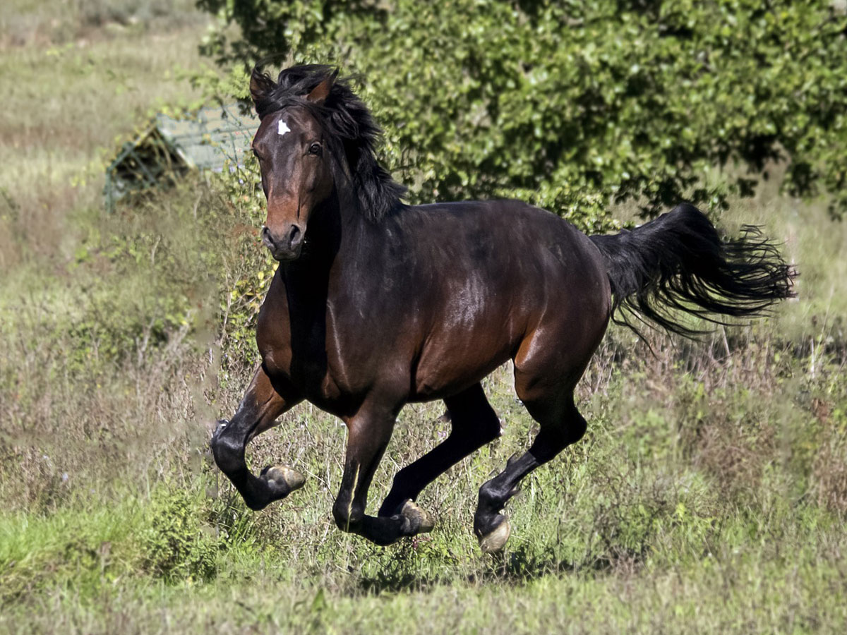 Friesian Horses For Sale