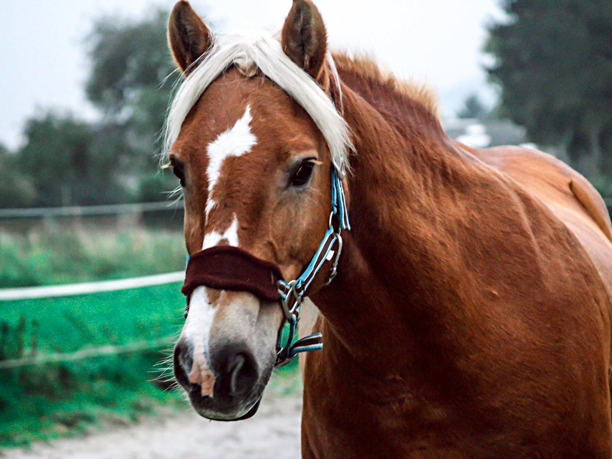 Horses With Chrome For Sale