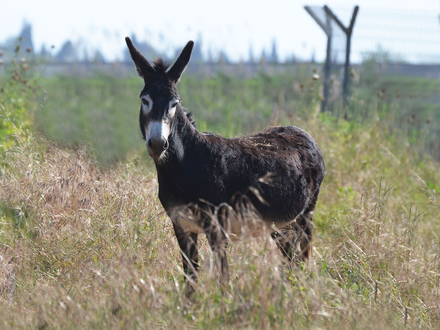 baby mules for sale