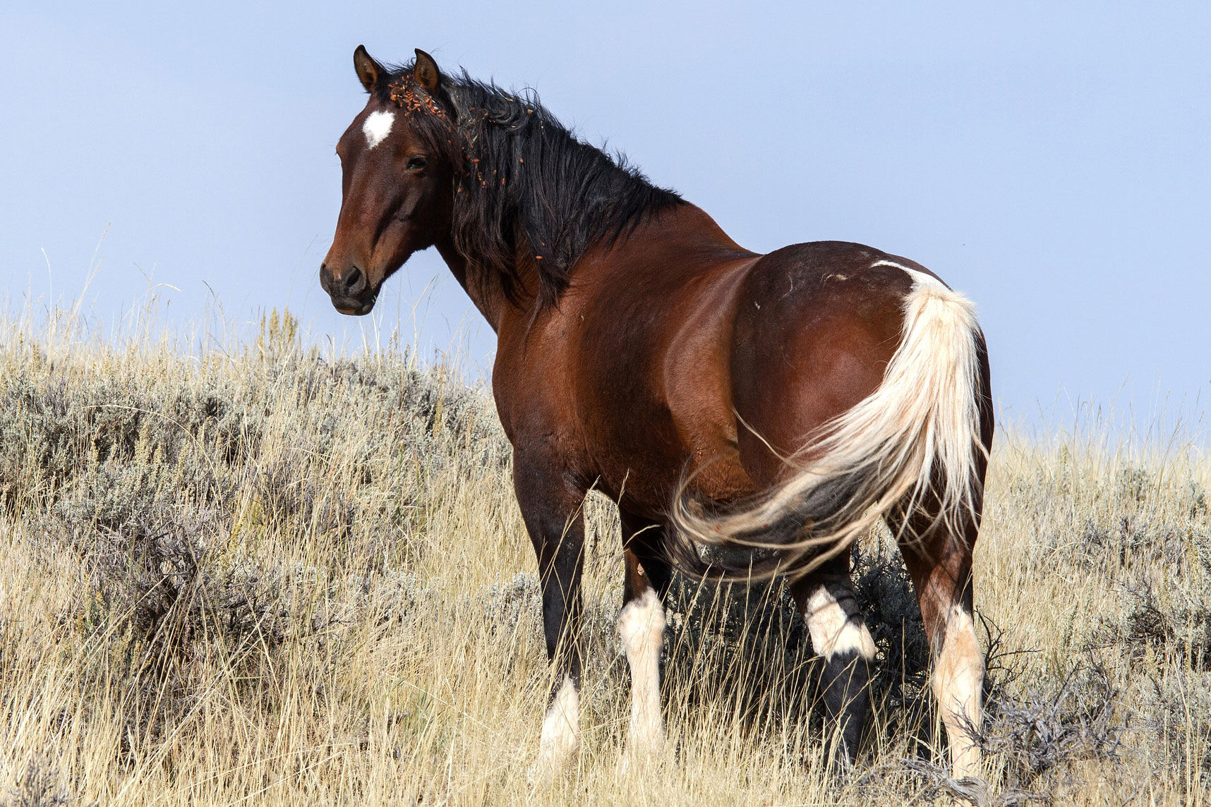 Images Of Wild Mustang Horses