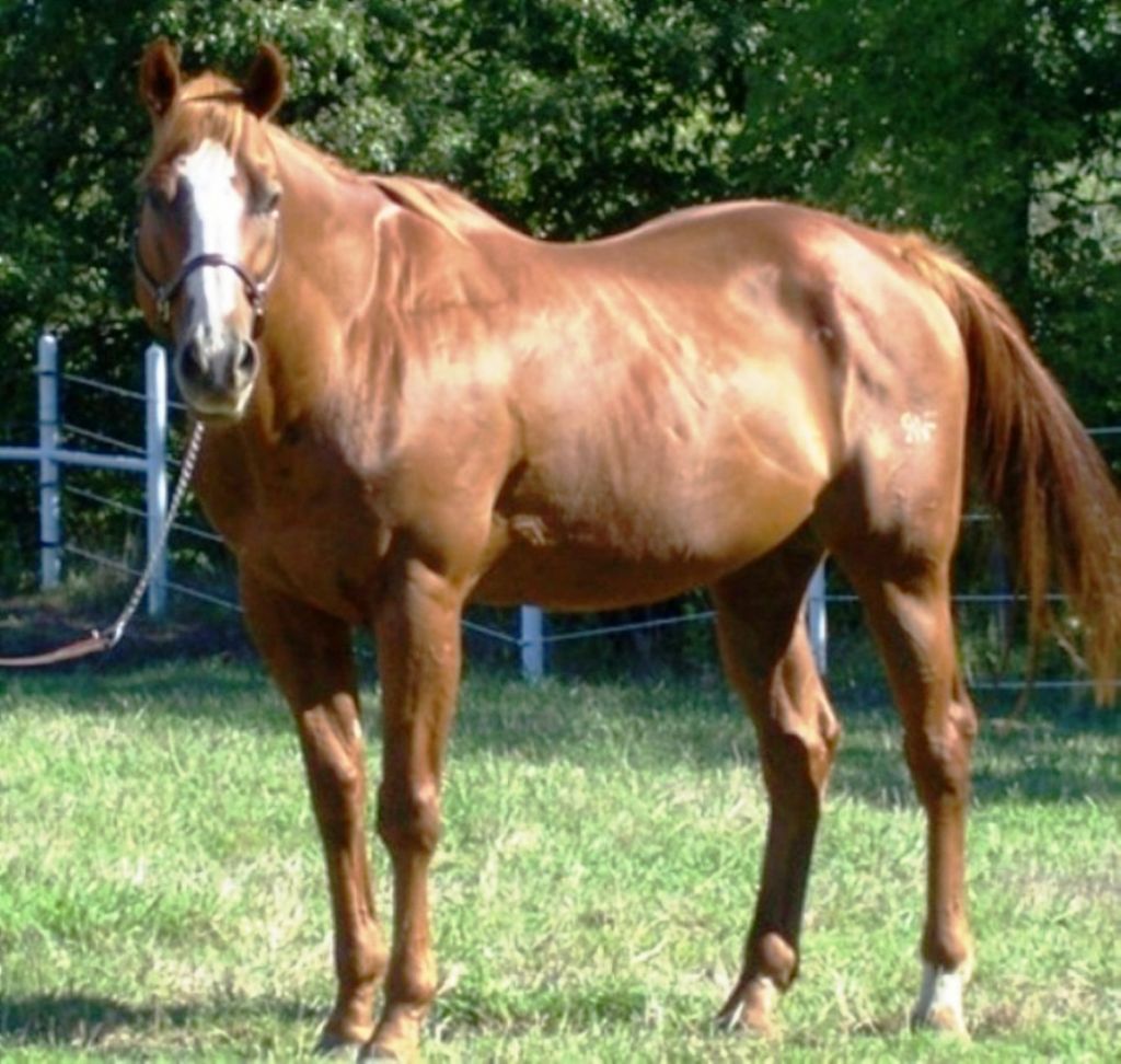 Grant Quarter Horses