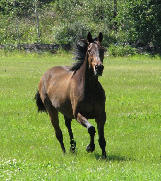 Meadowbrook Equine Retirement Centre on EquineNow