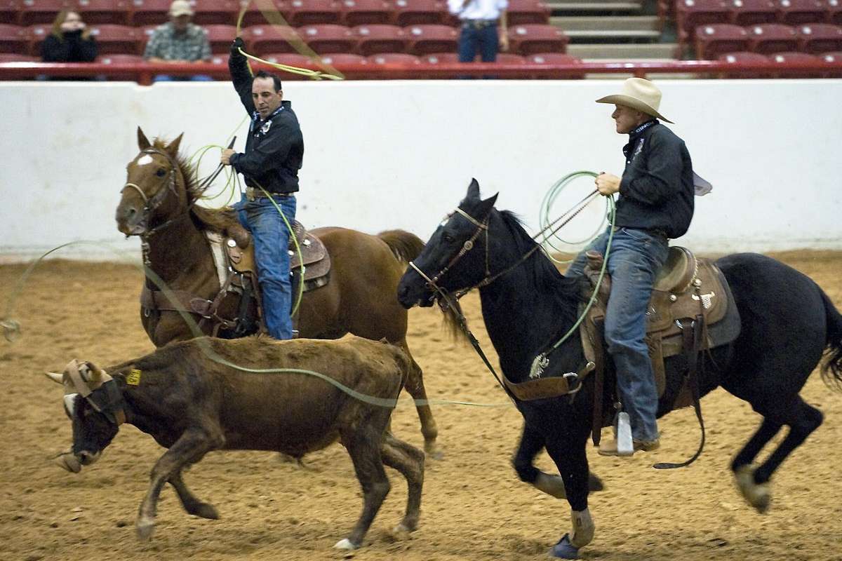 Team Roping Horses for Sale