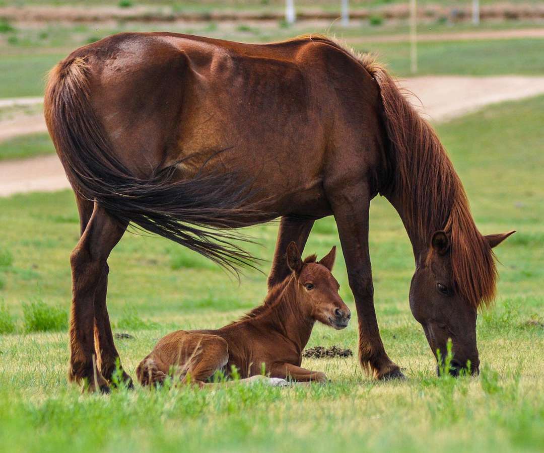 baby colt horse